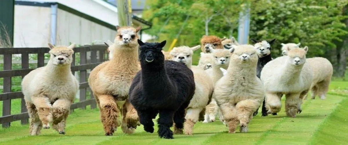 Foto 1 Balnuith Alpacas