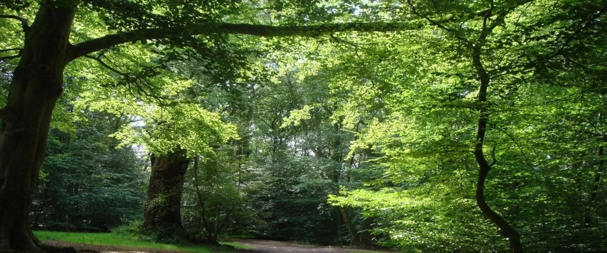 Foto 1 Ecclesall Woods