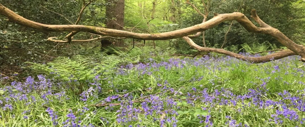 Foto 2 Ecclesall Woods