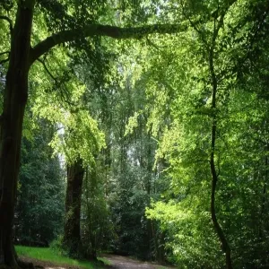 Foto de Ecclesall Woods