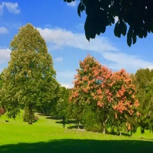 Foto de Graves Park