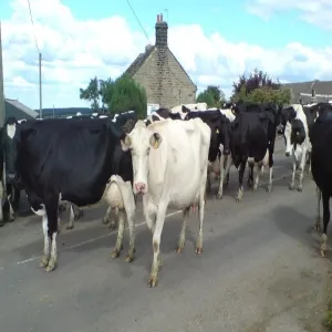 Foto de Our Cow Molly Dairy Farm & Ice Cream Shop