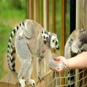 Foto de Tropical Butterfly House, Wildlife & Falconry Centre
