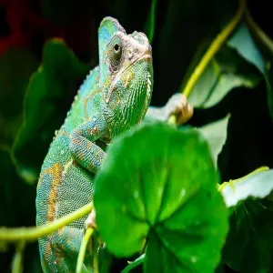 Foto de Tropical World