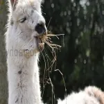 Foto 3 Balnuith Alpacas