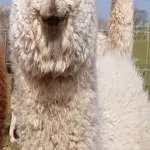 Foto 4 Balnuith Alpacas