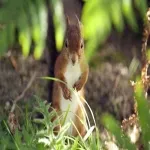 Foto 2 Brownsea Island