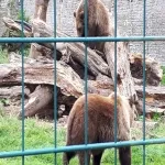 Foto 3 Camperdown Wildlife Centre