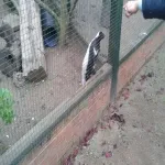 Foto 4 Camperdown Wildlife Centre